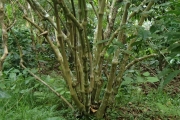 <strong>Piper methysticum var. wichmannii - Ramon, Laurence - 204</strong><br />© Ramon, Laurence